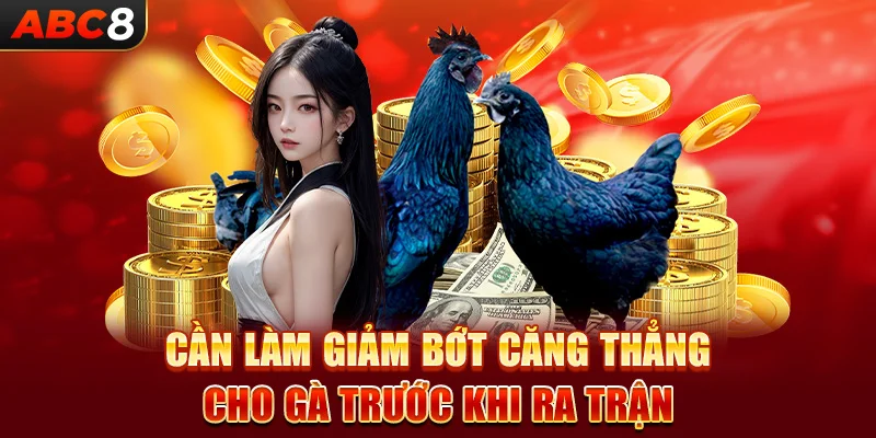 Cần làm giảm bớt căng thẳng cho gà trước khi ra trận